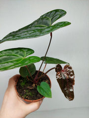 Anthurium Ace of Spades x Crystallinum Hybrid