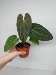 Anthurium Ace of Spades x Crystallinum Hybrid