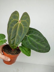 Anthurium Ace of Spades x Crystallinum Hybrid