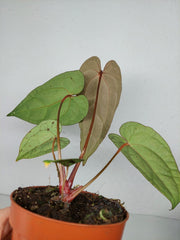Anthurium Ace of Spades x Crystallinum Hybrid