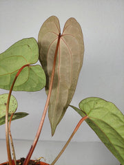 Anthurium Ace of Spades x Crystallinum Hybrid