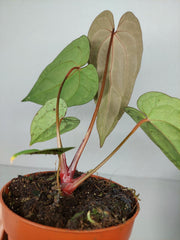 Anthurium Ace of Spades x Crystallinum Hybrid