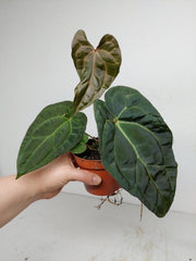 Anthurium Ace of Spades x Crystallinum Hybrid