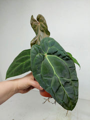 Anthurium Ace of Spades x Crystallinum Hybrid