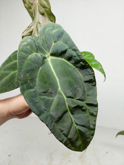 Anthurium Ace of Spades x Crystallinum Hybrid