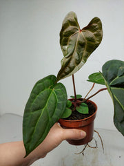 Anthurium Ace of Spades x Crystallinum Hybrid