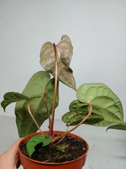 Anthurium Ace of Spades x Crystallinum Hybrid