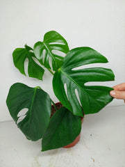 Monstera Sierrana Mexican Form