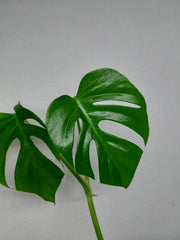 Monstera Sierrana Mexican Form