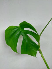 Monstera Sierrana Mexican Form