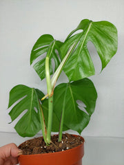 Monstera Sierrana Mexican Form
