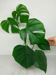 Monstera Sierrana Mexican Form