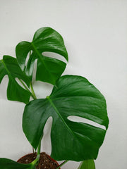 Monstera Sierrana Mexican Form