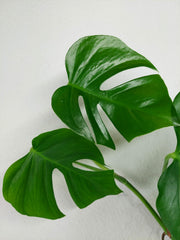 Monstera Sierrana Mexican Form