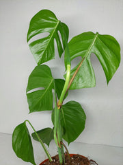 Monstera Sierrana Mexican Form