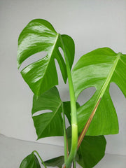 Monstera Sierrana Mexican Form