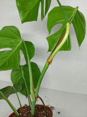 Monstera Sierrana Mexican Form