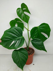 Monstera Sierrana Mexican Form
