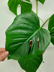 Monstera Sierrana Mexican Form