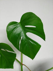 Monstera Sierrana Mexican Form