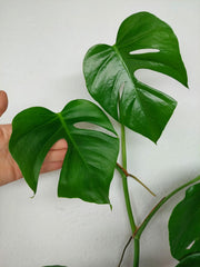 Monstera Sierrana Mexican Form