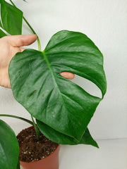 Monstera Sierrana Mexican Form