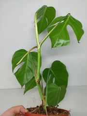 Monstera Sierrana Mexican Form