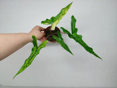 Alocasia Sabrina Aurea Variegata