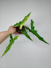 Alocasia Sabrina Aurea Variegata
