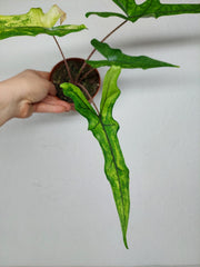 Alocasia Sabrina Aurea Variegata
