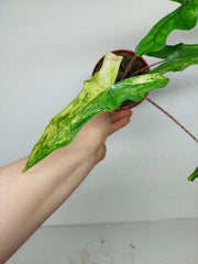 Alocasia Sabrina Aurea Variegata