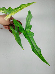 Alocasia Sabrina Aurea Variegata