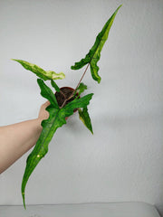Alocasia Sabrina Aurea Variegata