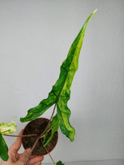 Alocasia Sabrina Aurea Variegata