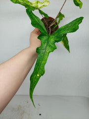 Alocasia Sabrina Aurea Variegata