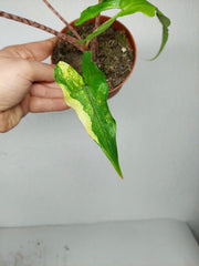 Alocasia Sabrina Aurea Variegata