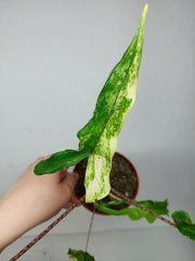 Alocasia Sabrina Aurea Variegata