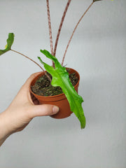 Alocasia Sabrina Aurea Variegata
