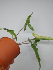 Alocasia Sabrina Aurea Variegata