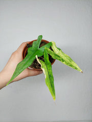 Alocasia Sabrina Aurea Variegata