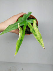 Alocasia Sabrina Aurea Variegata