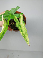 Alocasia Sabrina Aurea Variegata