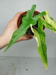Alocasia Sabrina Aurea Variegata