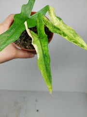 Alocasia Sabrina Aurea Variegata