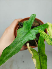 Alocasia Sabrina Aurea Variegata