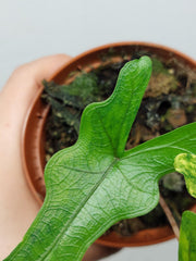 Alocasia Sabrina Aurea Variegata