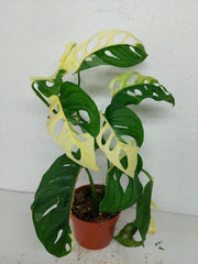 Monstera Adansonii Variegata