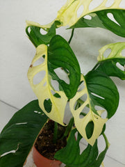 Monstera Adansonii Variegata