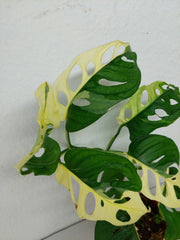 Monstera Adansonii Variegata