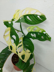 Monstera Adansonii Variegata